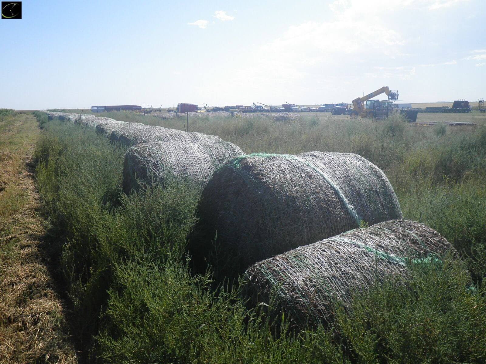 100 plus round bales of grass hay and millet straw-image