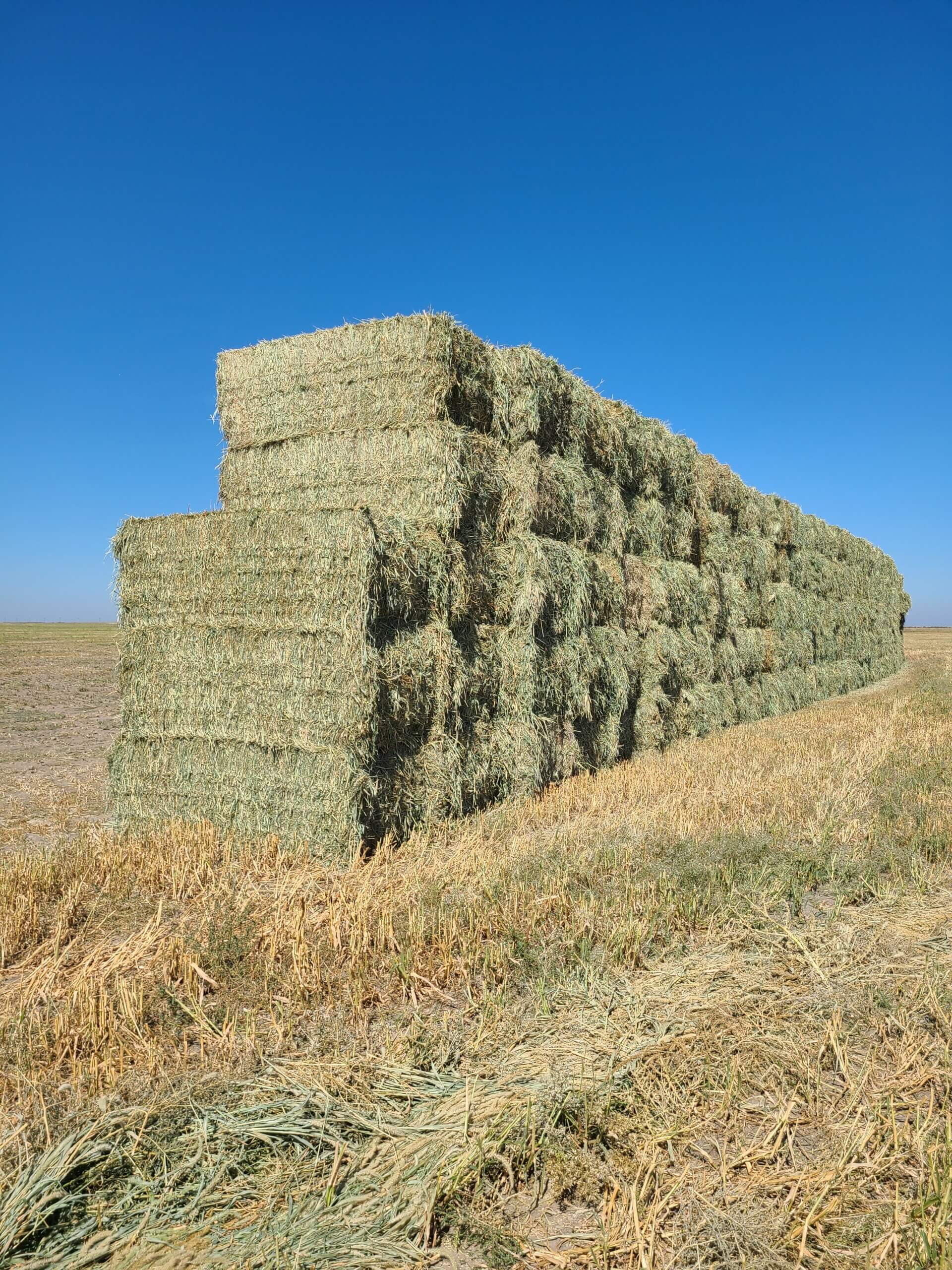 400 3x4 square bales 2023 millet hay-image